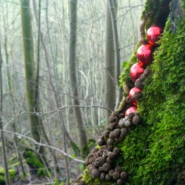 Baubles in the wood